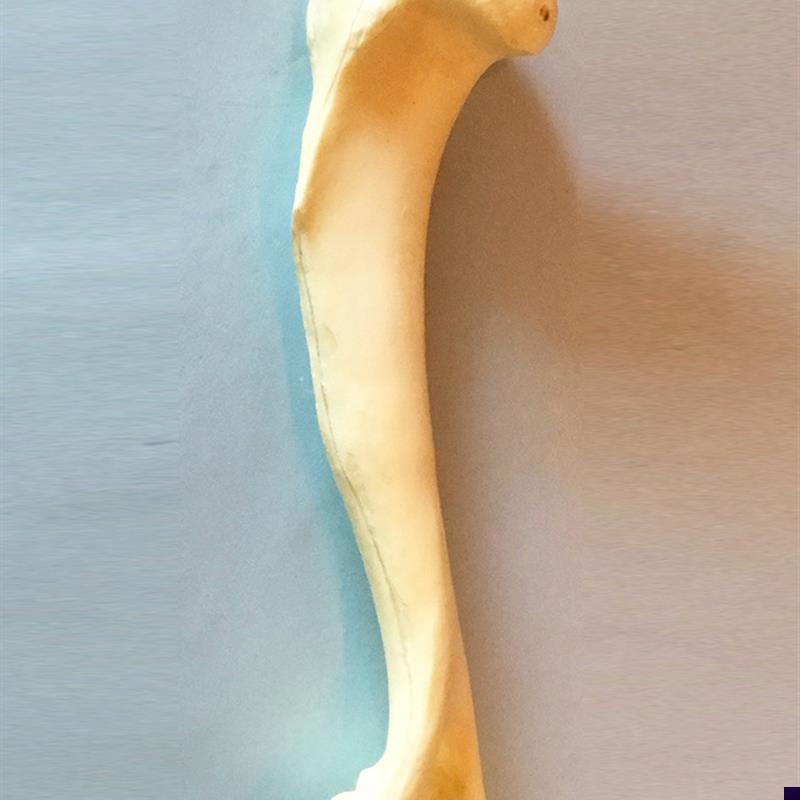 狗肱骨手术练习h仿真骨模型骨科狗骨架动物骨骼犬科宠物厂家直销