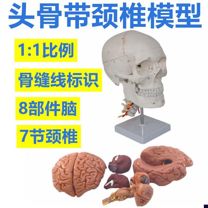 自然大头骨模型仿真1比1骨髅颅骨带脑可拆卸颈椎S素描医教骨缝标