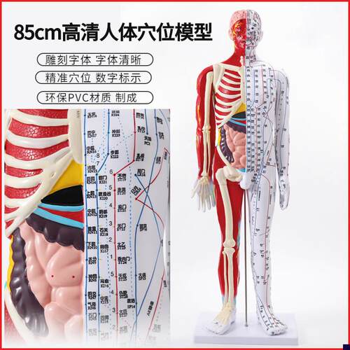 85cm高清中医针l灸穴位模型图教学全身家用十二经络人体解剖大铜