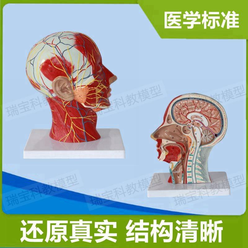 自然大人体骨骼模型可拆卸头颅骨B带脑分拆8部件头骨拆卸3部件医