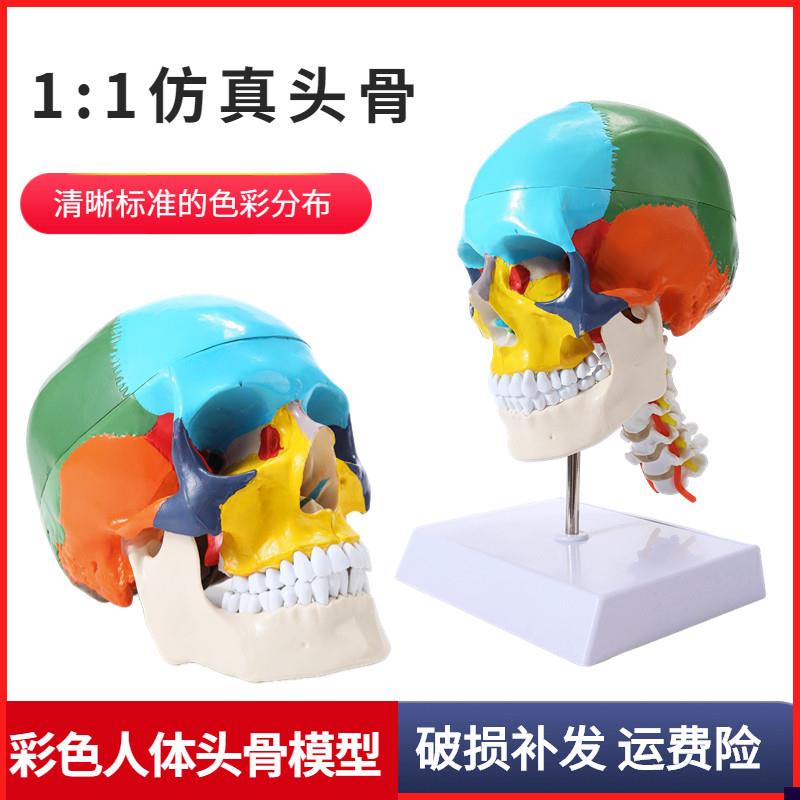 彩色人体头颅骨模型头骨色性分离模型 1:1P仿真头骨模型附颈椎