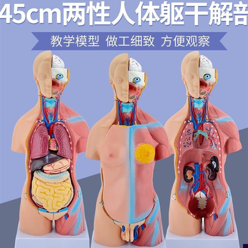 45CM人体模型解剖心脏s骨骼全身结构医学器官儿童躯干玩具内脏拼