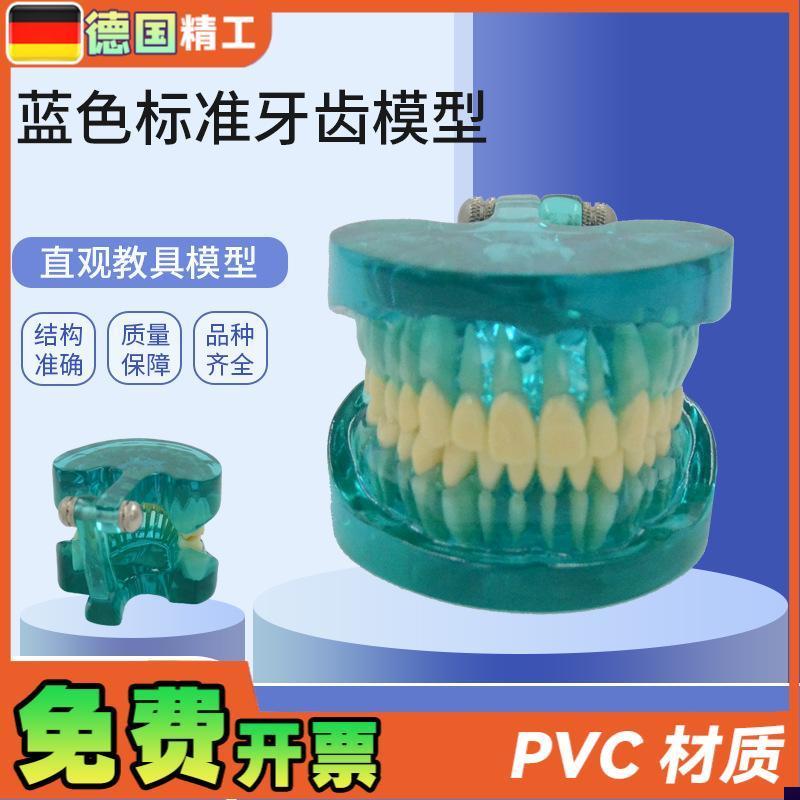 德国】PNT-OR15 蓝色透明标准牙齿模J型 口腔保健护理牙齿教学模