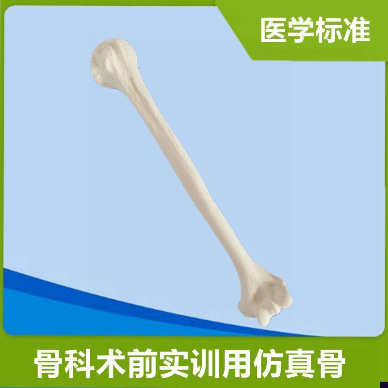 肱骨模型手术实操用仿真q骨1比1假骨头四肢散骨人体骨骼关节医用
