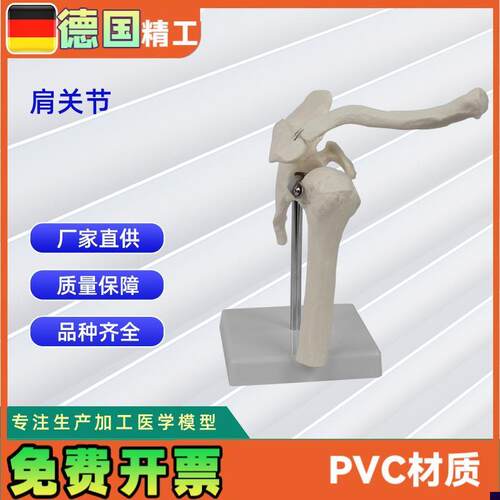 肩关节模型 医学训练C人体器具医学教学器材