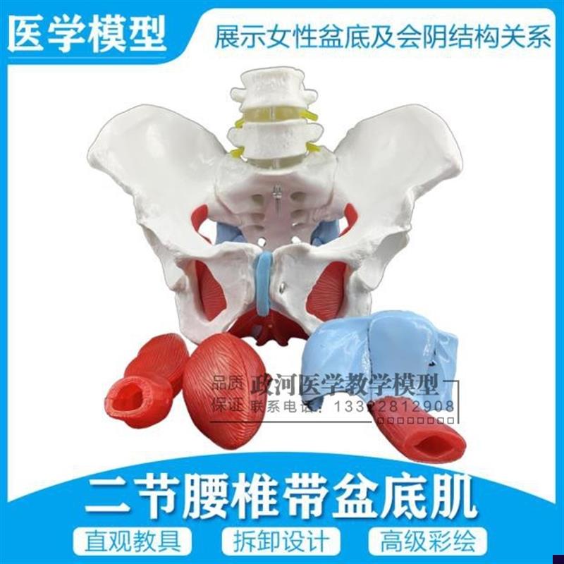 女性骨盆生殖器官模型 q盆腔盆底肌结构 骨盆附盆底肌二节腰椎模