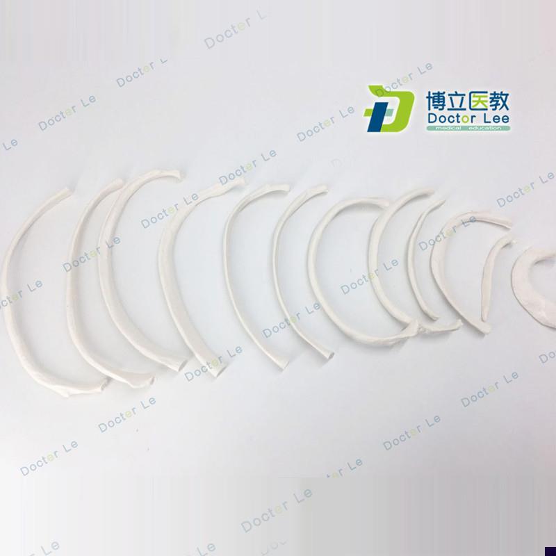 人体骨骼散骨模型骨架标本w模型美术医学艺用疼痛骨科胸肋骨模型