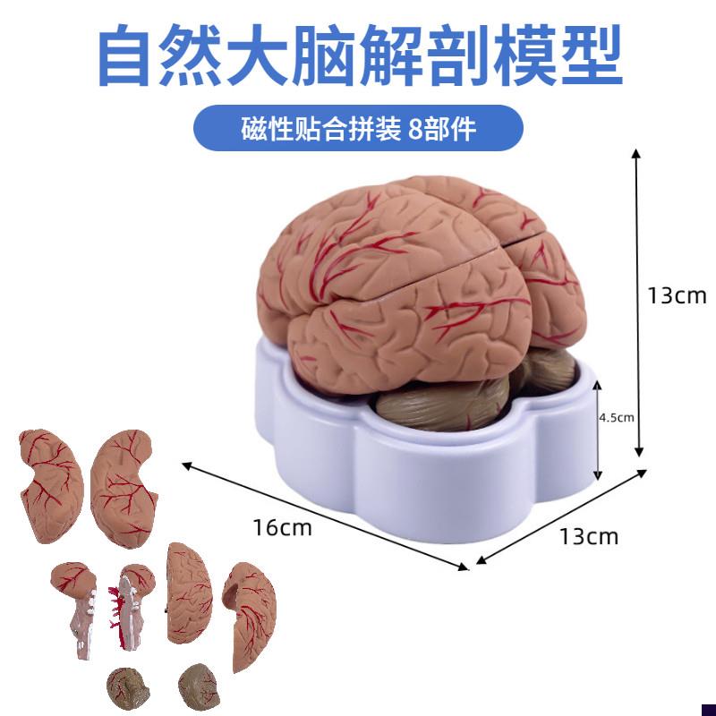 自然大人体脑解剖模型脑部演w示教学仪器脑神经脑干大脑拼装模型