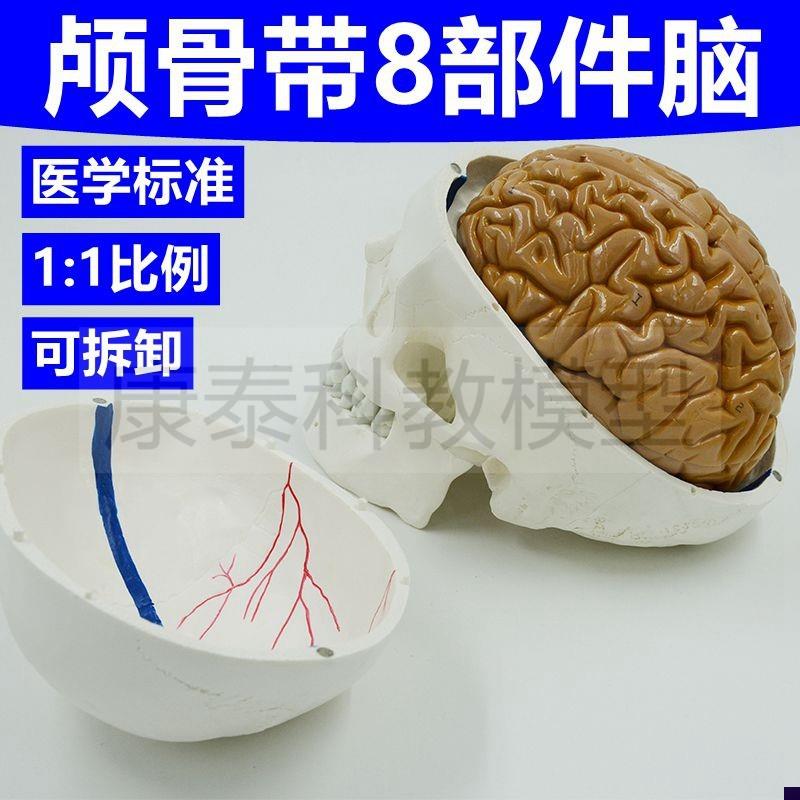 成人头骨模型f 仿真颅骨带脑可拆卸拼装肌肉法医教学医用美术肌肉
