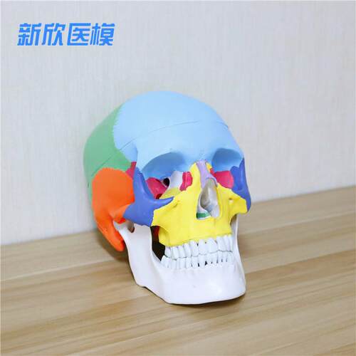 彩色头骨模型f医学美术石膏1比1骷髅头树脂可拆卸艺用头颅骨骼骨