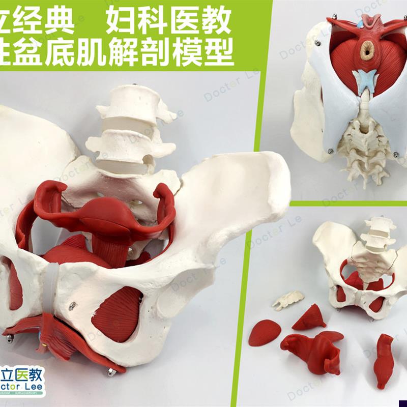 女性盆底肌模型子m宫模型女性分娩骨盆模型教学助产医用骨盆模型