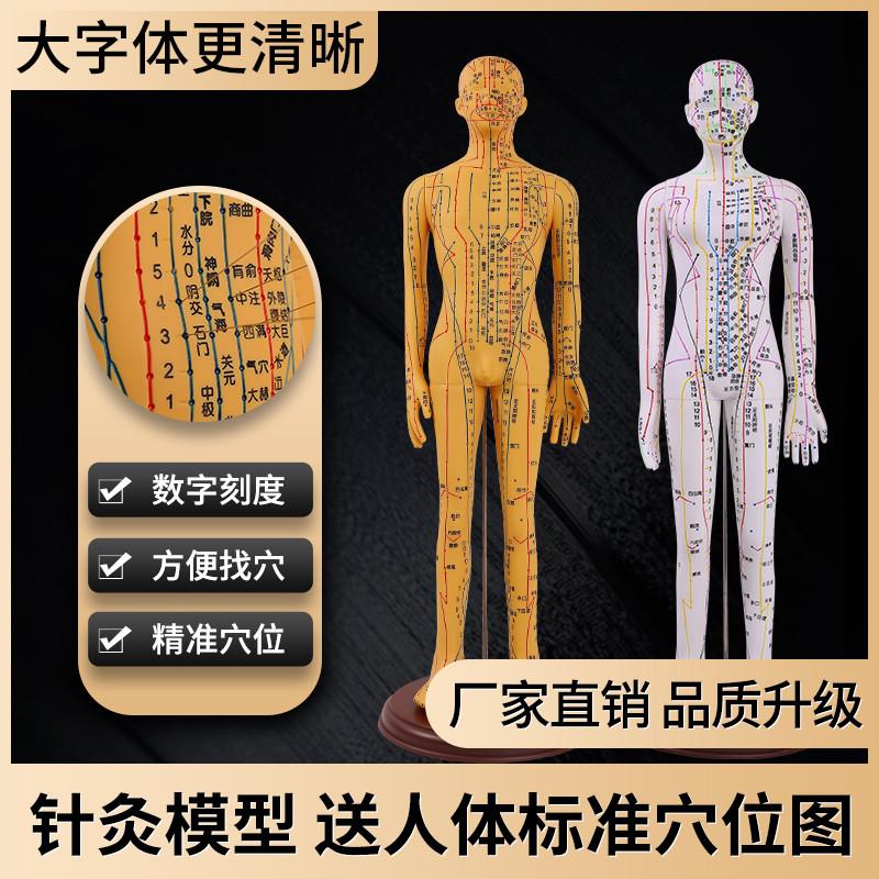 人体针灸模型经络穴位中医全身十二F铜人模特图软胶扎针练习小皮