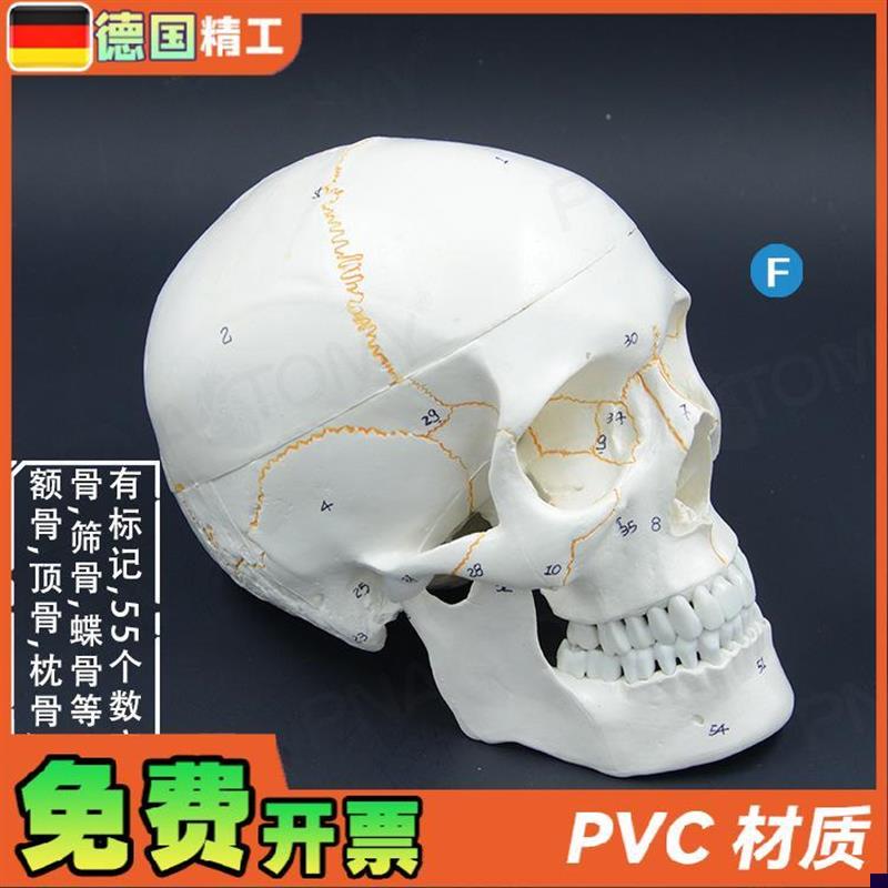 德国人体头骨模型k1比1自然大带数字标识骨缝线口腔头颅骨骷髅教