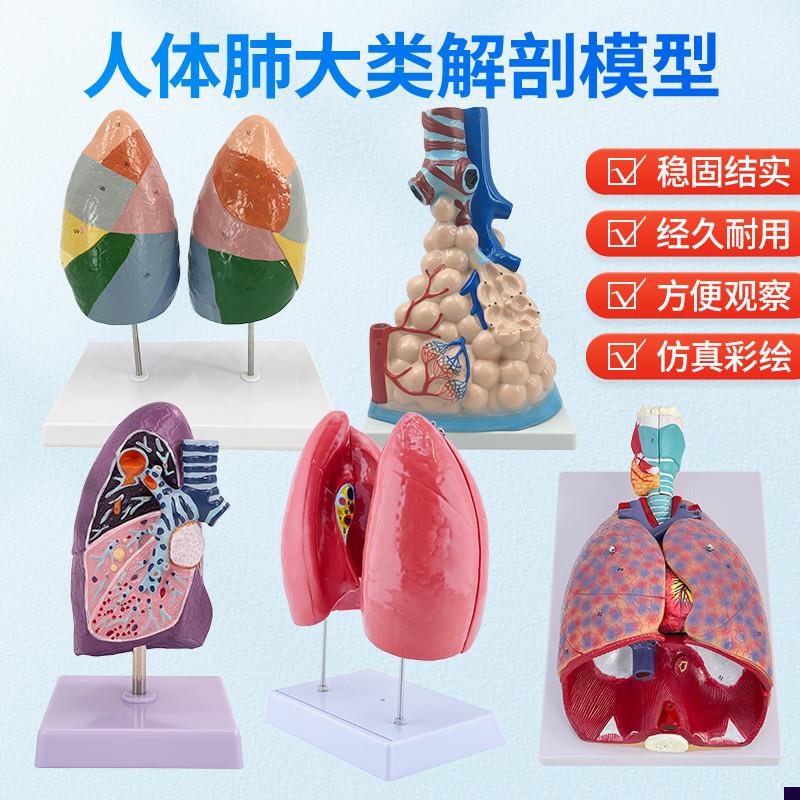 医用人体喉心肺呼吸系统 肺部内z脏解剖胸外科模型 病理肺健康肺