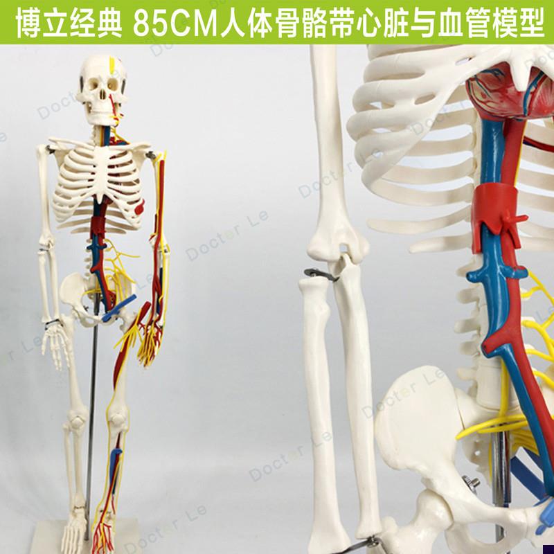85cm人体骨骼模型带心脏血x管神经可拆卸骨架医用教学标本小针刀