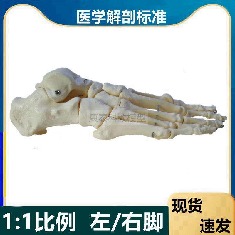 足骨模型1比1仿真倒模脚趾x头活动跟骨踝关节小腿脚骨康复功能骨
