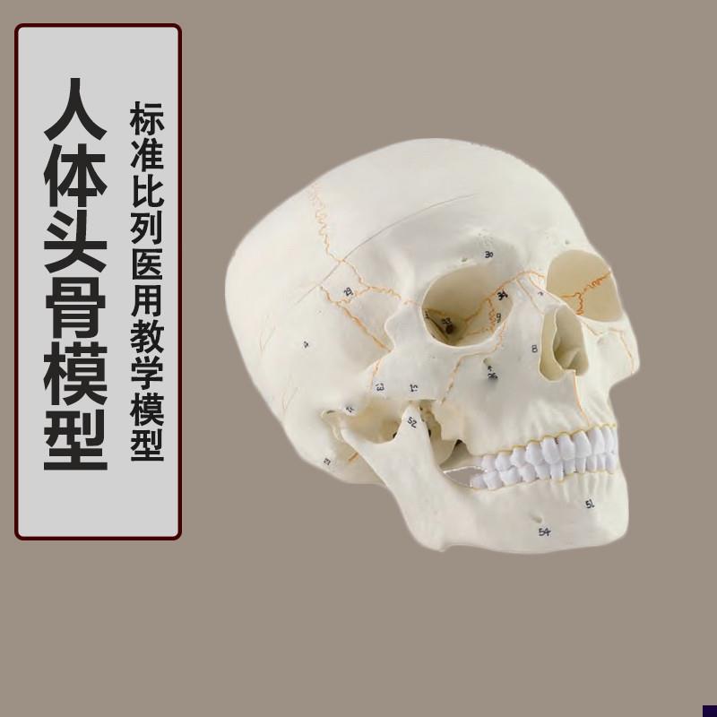 人体头骨模型 1:1仿真头颅骨模型 神经科模型 骷髅模.型骨骼模型