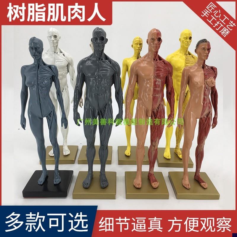 30cm艺用人体模l型 肌肉骨骼解剖人体结构美术模型 CG绘画雕塑教
