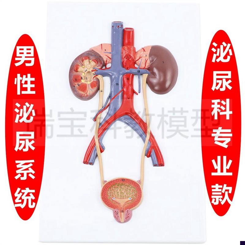 泌尿系统模型腹腔动静脉盆腔肌肉脏器男生殖膀胱前U列腺妇科女子