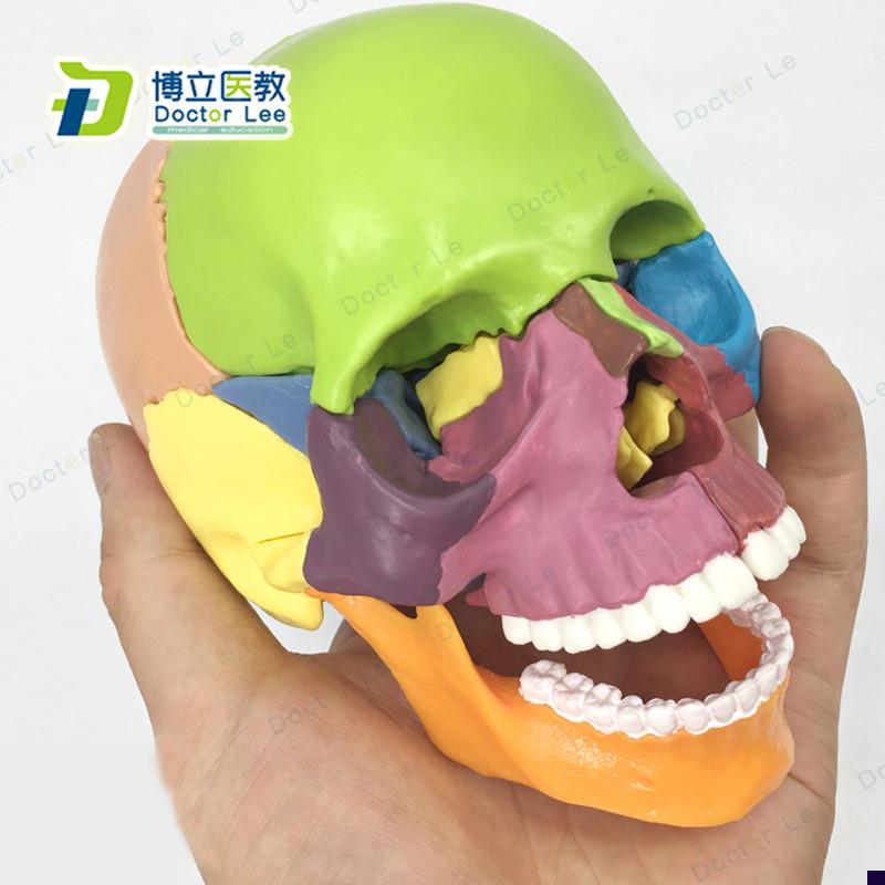 15部件头颅f骨模型彩色头骨模型医用牙科诊所教学用具可拆卸