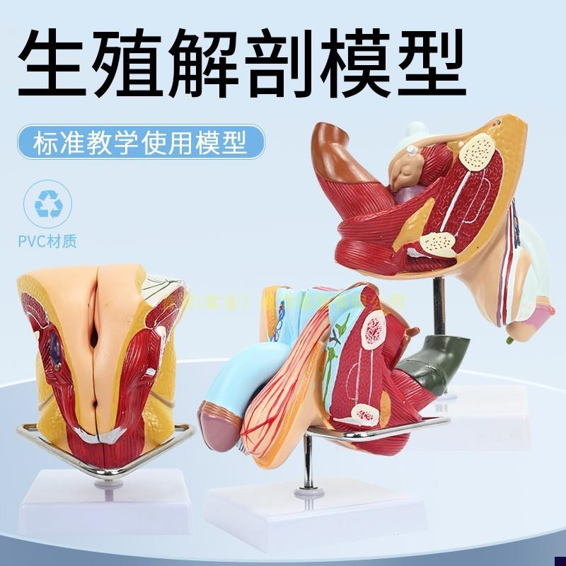 女性内外生殖器解剖模型 t子宫输卵管解剖 女性生殖健康示教模型