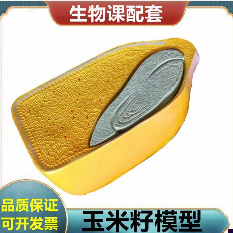 玉米籽模型种子可拆卸植物芽结构荠菜胚根尖单子叶双W子叶桃花小