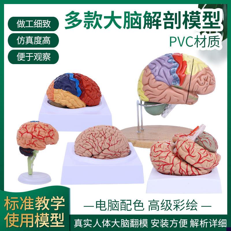 脑模型脑功能f区域色分模型人体大脑解剖模型人脑动脉构造脑神经