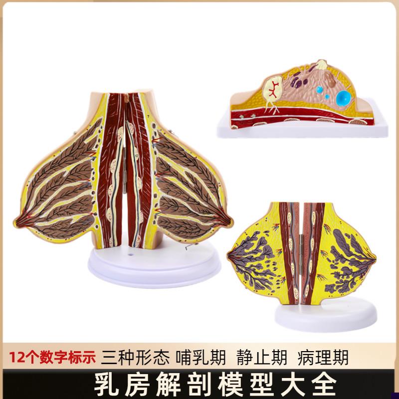 哺乳期乳房模型胸部解剖乳房结A构造乳房乳腺病变模型催乳师教具