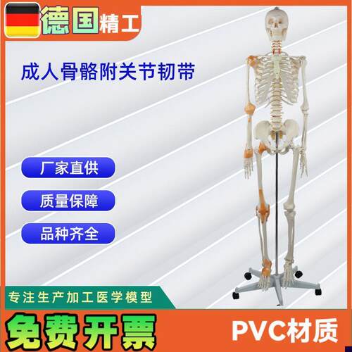 德国精工】成人骨骼附关节韧带B模型医学教学器材实验演示模型
