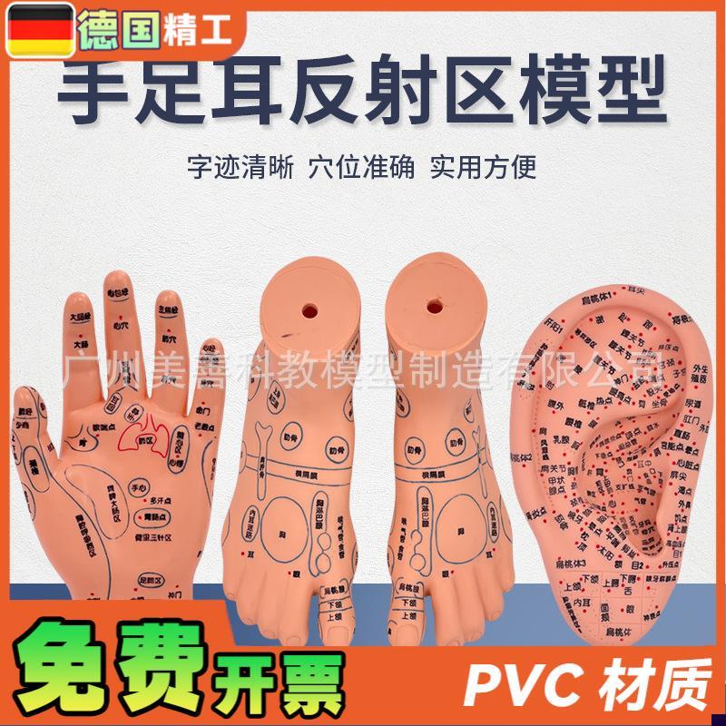 脚穴位模型足部底耳模耳朵手经络手部推拿针灸足底Y脚模反射模型
