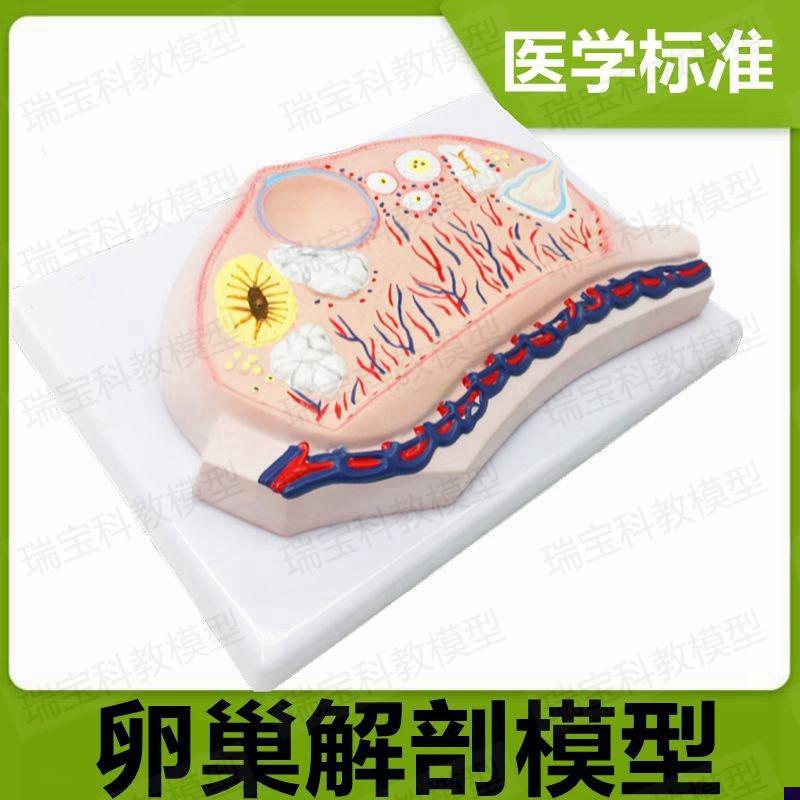 卵巢模型月经周期展示女性生殖妇科检查产科教学临T床医用子宫模