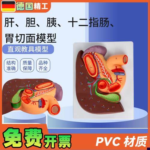 德国】肝、胆f、胰、十二指肠、胃切面模型肝脏解剖模型肝胰十二