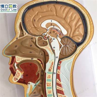 头部正中矢状切面模型头颅脑模型头部解剖模型耳鼻喉科解剖半头l