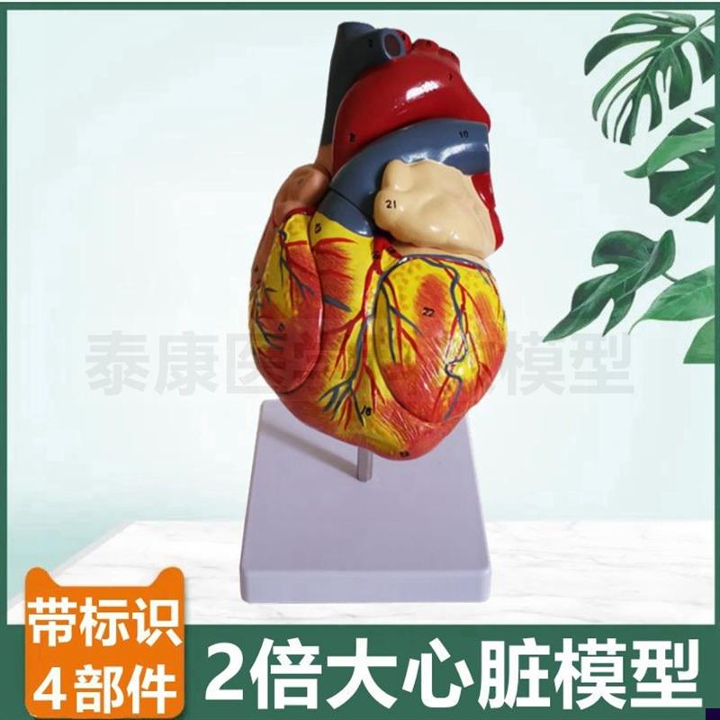 心脏解剖模型 放大2倍拆4部件带标识血管瓣膜OB超彩超教学冠状动