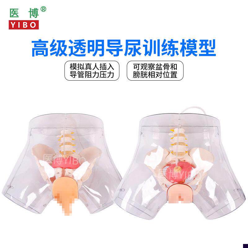 医博BIX-H4D高级透明女性导尿模型 导尿插管训J练假人女性护理训