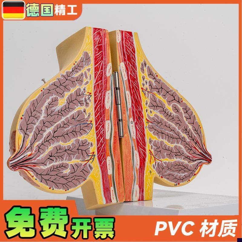 德国】哺乳期女性乳房解剖模型胸部结构I模具乳腺剖面乳教具1比1