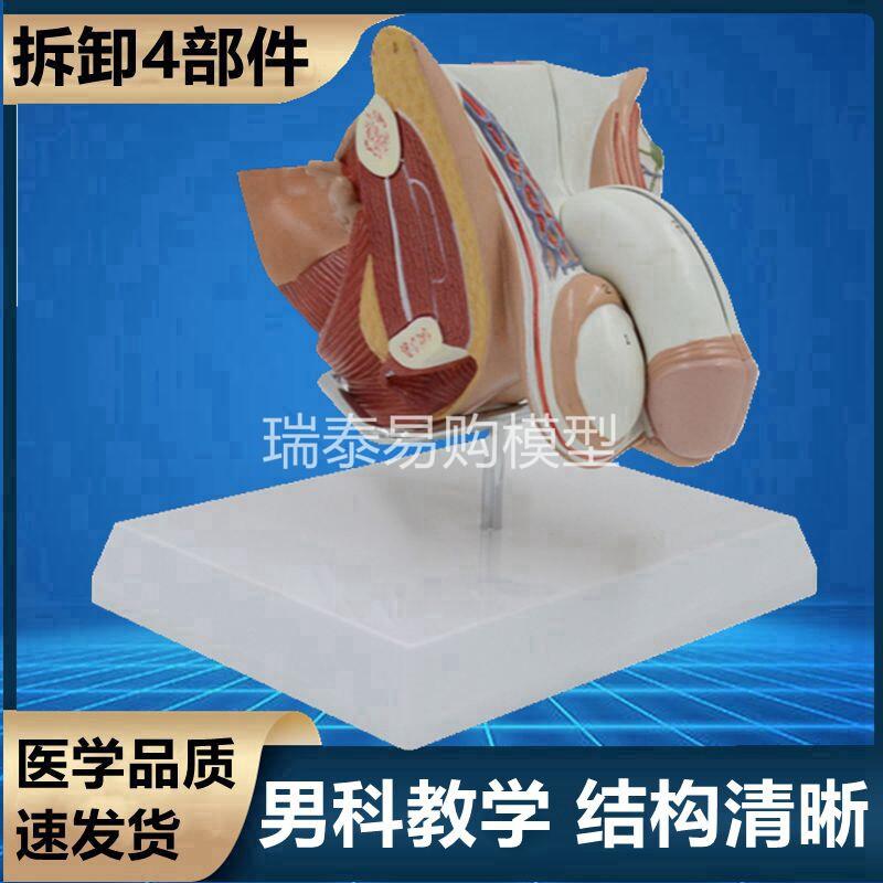 男生殖器模型可拆卸男科医患膀胱前列腺尿道睾丸肛周.肌肉盆腔肠