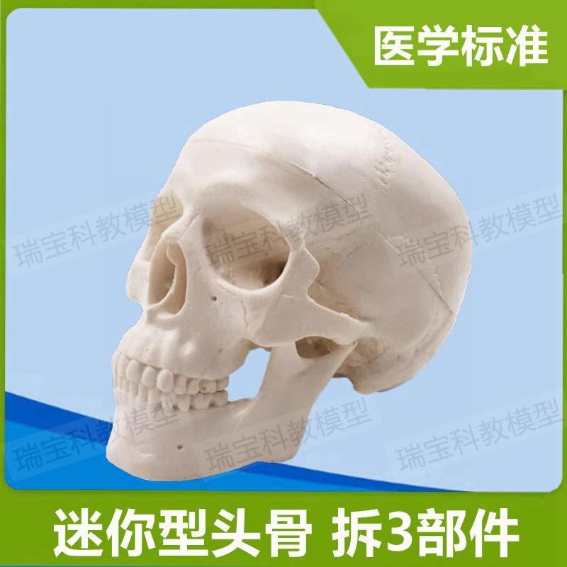 迷你型头骨模型仿真塑胶玩具早教美术影K视道具整盅可拆卸携带饰