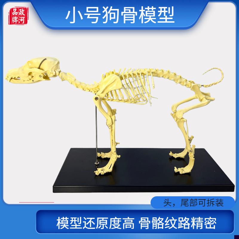 宠物骨科器械全身狗骨骼标本模型A动物狗猫犬教学骨头骨架骨骼模