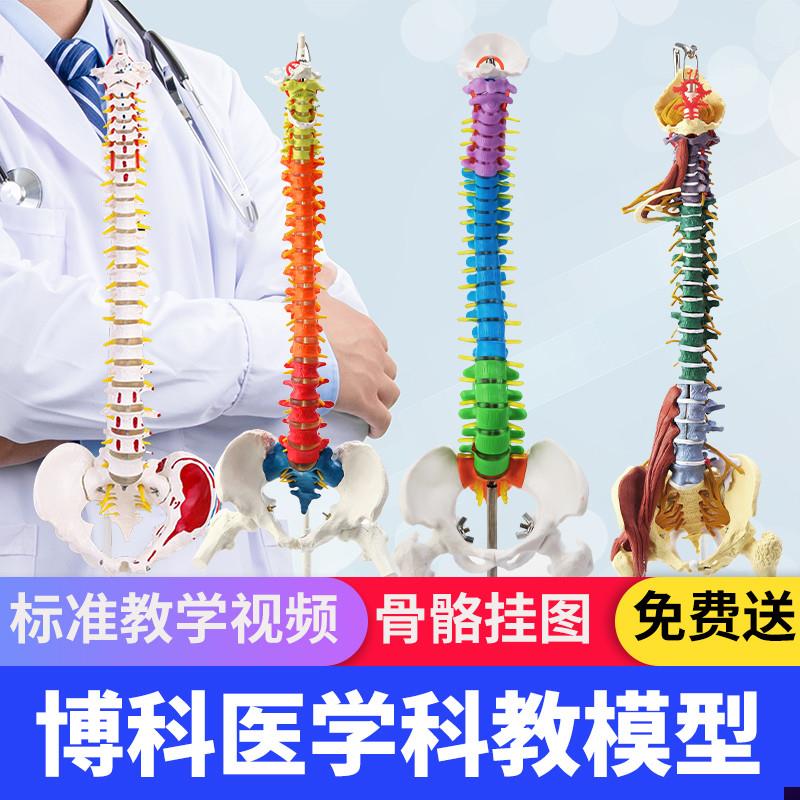 人体脊柱模型人体脊椎模型1:1医学正骨练习骨骼模V型颈椎脊椎骨架