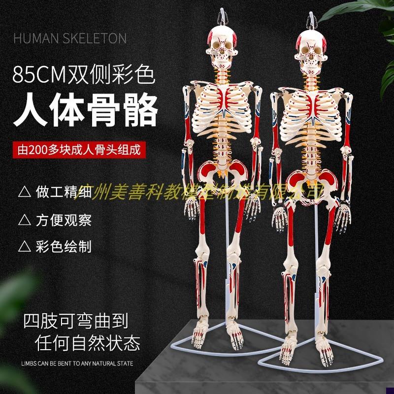 85CM人体骨骼模型附双侧u肌肉着色 神经 骨架骨骼解剖模型脊柱模