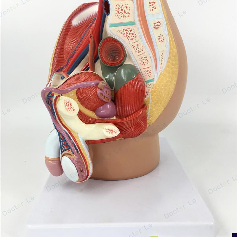 正品 男性生殖泌尿系统模型男z科盆腔解剖结构模型前列腺医用教学