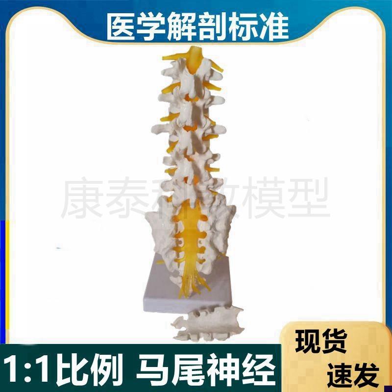 人体脊椎模型1比1腰椎椎间盘骶骨尾椎瑜伽康复中医W正骨盲人按摩