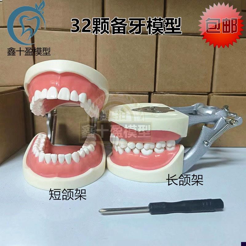 32颗牙b齿牙科口腔材料齿科教学牙模型可拆卸牙齿软牙龈备牙练习
