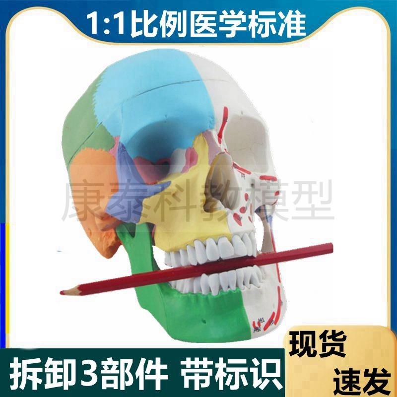 仿真头骨模型头j颅骨可打开带颈椎血管神经骨髅头美术临摹彩绘口