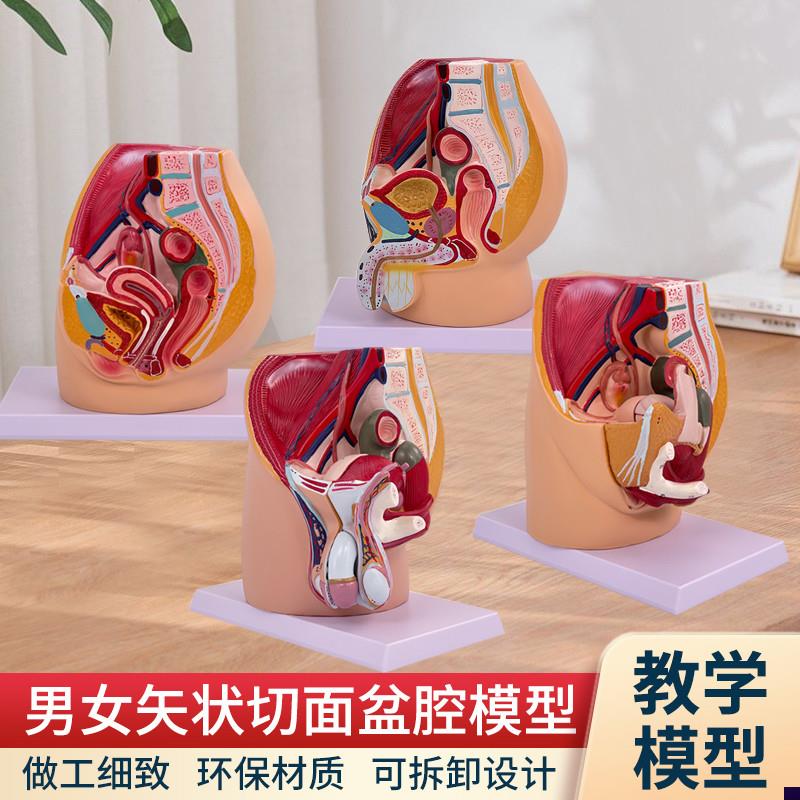 男女性盆腔d矢状解剖模型女性生殖器官模型男女性生殖系统子宫模