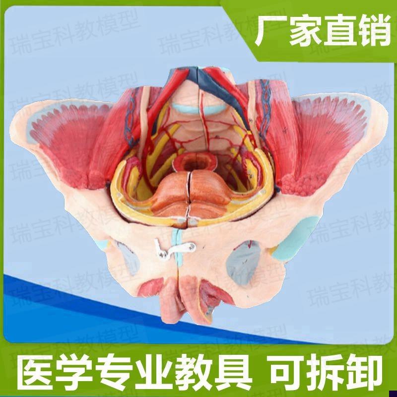 女性盆底肌模型盆腔脏器可拆卸子宫附件会阴O筋膜产康月嫂培训家