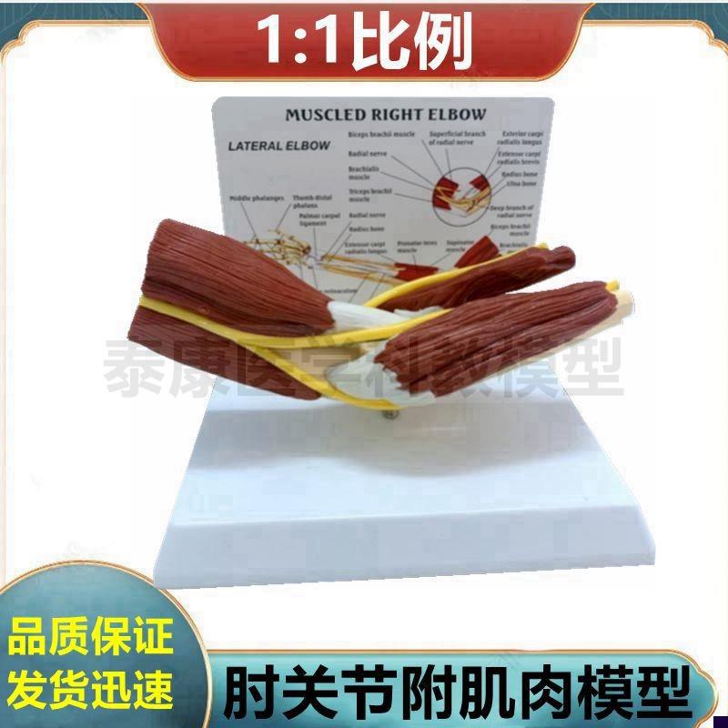 肘关节功能模型上肢肌肉解剖神经C手骨肩关节膝关节髋关节康复健