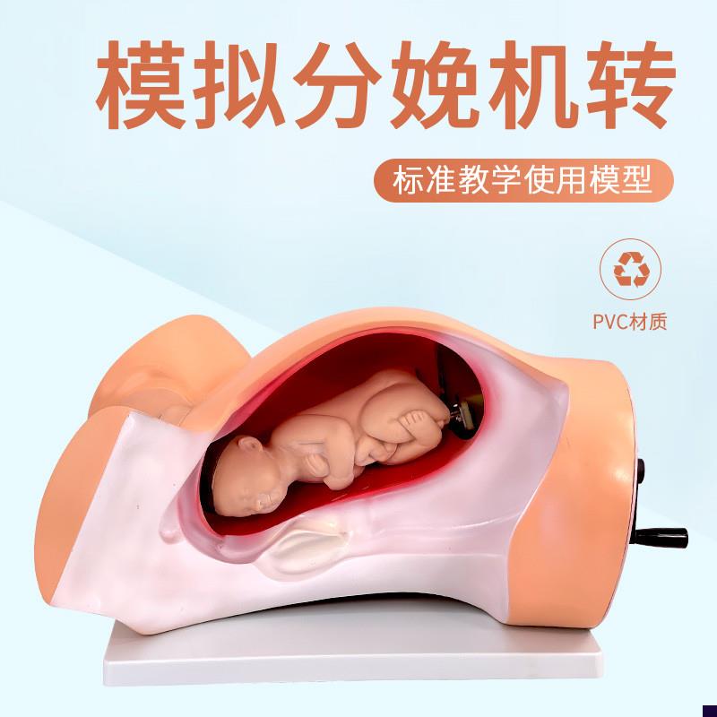 高级分娩机转f示教模型妇幼产科胎儿接生助产演示过程难产护理模