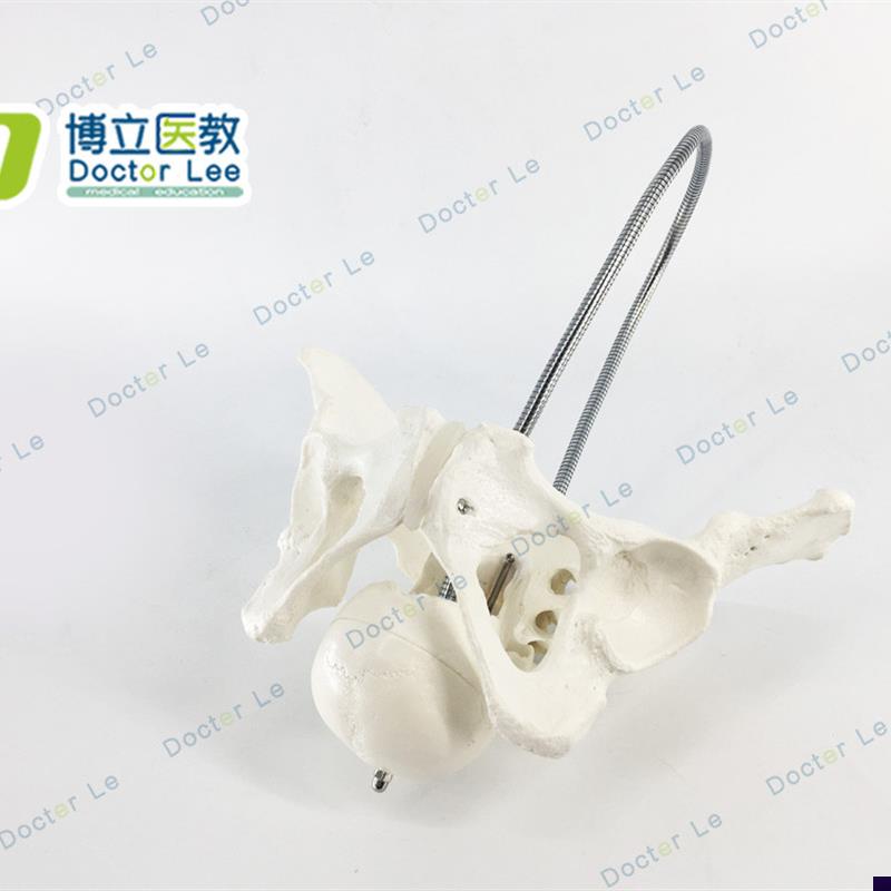 新成正品 产妇助产盆骨模型 生育示教 女性骨O盆婴儿头骨 分娩教